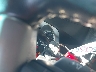 1GCRKSE32BZ****** Salvamento 2011 Chevrolet Silverado 1500 en Estado de California