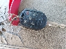 1FAHP2E86EG****** Salvamento 2014 Ford Taurus en Estado de Carolina del Norte