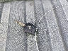 JN8AS5MV5DW****** Salvamento 2013 Nissan Rogue en Estado de Virginia