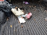 1FTYR10U51T****** Wrecked 2001 Ford Ranger in South Carolina State