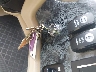 51Z4D561XC1****** Reparables 2012 Holiday Rambler Monocoque en Little Rock