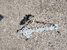 4T1BG12K0TU****** Wrecked 1996 Toyota Camry in Kansas State