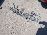 1FATP8FF9F5****** Wrecked 2015 Ford Mustang in Texas State