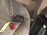 1FMCU0GX0GU****** Salvage 2016 Ford Escape in Michigan State