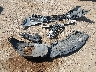 55SWF4JB1GU****** Wrecked 2016 Mercedes-Benz C-Class in Texas State
