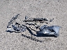 JTHBF1D29F5****** Destrozados 2015 Lexus IS 250 en Estado de California