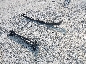 5TDERKEC4NS****** Wrecked 2022 Toyota Sienna in Florida State