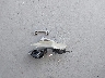 2T1BURHE4EC****** Destrozados 2014 Toyota Corolla en Estado de Florida