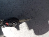 4S4BRBKC7B3****** Salvage 2011 Subaru Outback in New Hampshire State