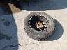 7MMVABCM1PN****** Wrecked 2023 Mazda CX-50 in Texas State