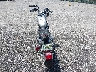 1HD1CGP483K****** Salvage and Repairable 2003 Harley-Davidson Sportster 1200 Custom in Florida State