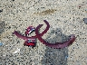 JN8AY2DB9R9****** Wrecked 2024 Nissan Armada in Virginia State