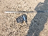 1FTNX21F3XE****** Wrecked 1999 Ford F-250 in Washington State