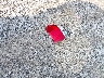 5FNRL38777B****** Wrecked 2007 Honda Odyssey in Kentucky State