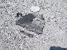2GCUKEEDXT1****** Destrozados 2026 Chevrolet Silverado 1500 en Estado de Arkansas