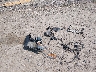 WA1LMAFE3DD****** Wrecked 2013 Audi Q7 in Montana State