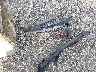 2T3WFREV6DW****** Destrozados 2013 Toyota RAV4 en Estado de Florida