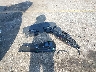 WA1AVBF14PD****** Destrozados 2023 Audi Q8 en Estado de Florida
