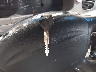 1FAFP10P4XW****** Salvage 1999 Ford Escort in North Carolina State