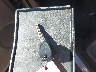 1GKFC13C27R****** Salvage 2007 GMC Yukon in California State