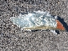 4T4BF1FK6CR****** Wrecked 2012 Toyota Camry in California State