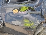 1GNLC2E08ER****** Salvamento y Reparables 2014 Chevrolet Tahoe en Estado de Texas