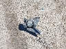 JTDKB20U187****** Wrecked 2008 Toyota Prius in California State