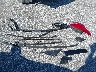 1FADP3F24JL****** Wrecked 2018 Ford Focus in North Carolina State