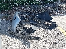 5YFBURHE3JP****** Wrecked 2018 Toyota Corolla in Florida State