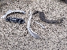 1FTER1FH8ML****** Wrecked 2021 Ford Ranger in Oregon State