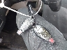 2C4RDGCG6GR****** Salvamento 2016 Dodge Grand Caravan en Estado de Nueva Jersey
