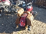56KMSA009N3****** Salvage and Repairable 2022 Indian Scout in Colorado State