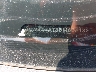 3VW4A7AT8DM****** Used 2013 Volkswagen Beetle in Philadelphia