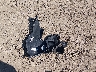 KNDMB5C18G6****** Wrecked 2016 Kia Sedona in Ohio State