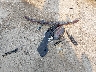 5XXGW4L24KG****** Wrecked 2019 Kia Optima in Wisconsin State