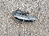 3N1AB7AP7KY****** Wrecked 2019 Nissan Sentra in South Carolina State