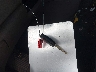 5FNRL5H98CB****** Salvamento 2012 Honda Odyssey en Estado de Ohio