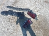 1ZVBP8AM0C5****** Reparables 2012 Ford Mustang