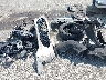1FMCU0DZ6LU****** Destrozados 2020 Ford Escape en Estado de Indiana