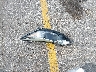 3G1BE6SM7HS****** Wrecked 2017 Chevrolet Cruze in Florida State