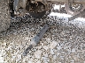 1FVACWDT2CD****** Wrecked 2012 Freightliner M2 in Tennessee State