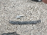 4S4BRBFC7B3****** Salvage 2011 Subaru Outback in Ohio State