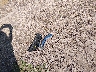 1G1115SL8FU****** Wrecked 2015 Chevrolet Impala in Wisconsin State