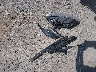 1C4NJDBB8GD****** Destrozados 2016 Jeep Compass en Estado de Nueva York