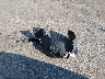 2GKALMEK1D6****** Destrozados 2013 GMC Terrain en Estado de Iowa