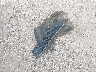 1FMHK8D8XBG****** Wrecked 2011 Ford Explorer in Texas State
