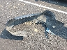 4T1G11AK6PU****** Salvage 2023 Toyota Camry in Tennessee State