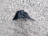 4T1DBADK0SU****** Destrozados 2025 Toyota Camry en Estado de Nueva Jersey