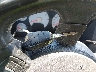 1D7HU18267S****** Salvamento 2007 Dodge Ram 1500 en Estado de Ohio
