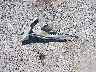 1HGCP2F36AA****** Wrecked 2010 Honda Accord in California State